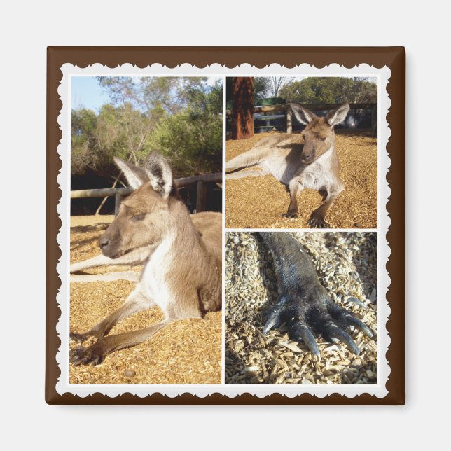 Íman A Colagem de Imagens do Kangaroo, Magnet (Frente)