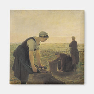 Íman A colheita da batata