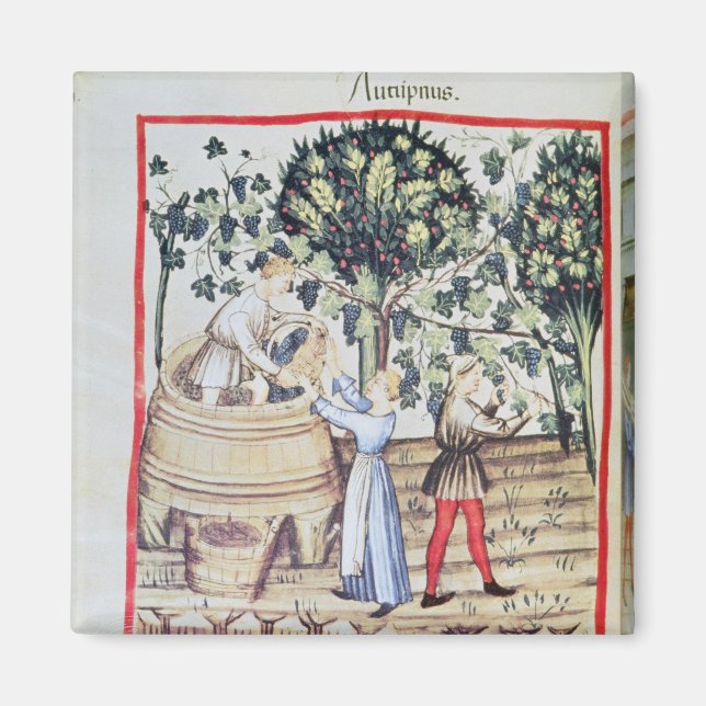 Íman A Colheita de Uvas, 13 (Frente)