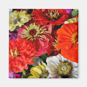 Íman A dália colorida floresce o ímã