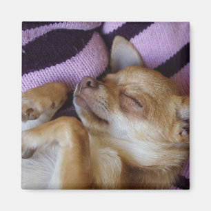 Íman A dormir Chihuahua