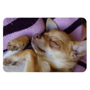 Íman A dormir Chihuahua