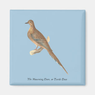 Íman A Dove de Luto (Carolina Turtle Dove) NY Aves