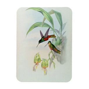 Íman A estrela de Bonaparte fronteou o colibri