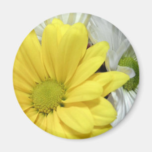Íman A flor amarela das margaridas da margarida branca
