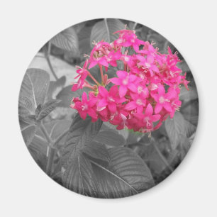 Íman A flor cor-de-rosa