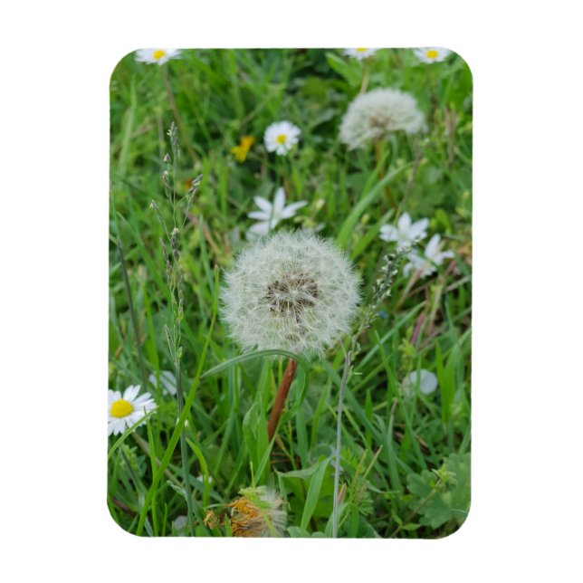 Íman A flor de Dandelion está esperando pelo vento (Vertical)