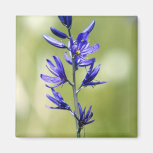 Íman A flor de um lírio camas no Condado de Valley,