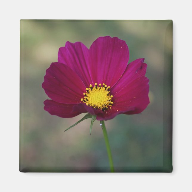 Íman A flor perfeita da irmã (Frente)