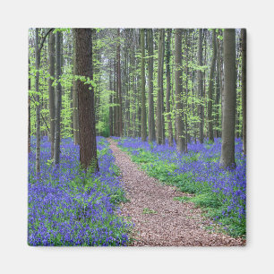 Íman A floresta de Halle   Halle, Bélgica