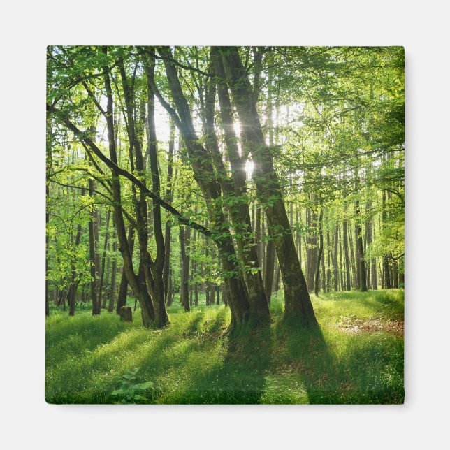 Íman A floresta na primavera (Frente)