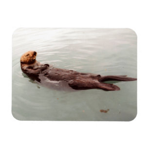 Íman A foto bonito da lontra de mar de Alaska projetou