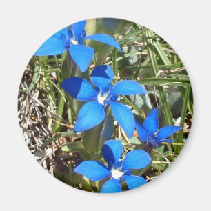 Íman A genciana azul floresce o ímã
