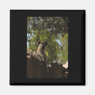 Íman A Hyena Nature Alojou Valência Sética Vertical
