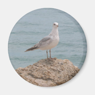 Íman A Imã de geladeira de Seagull Solitária