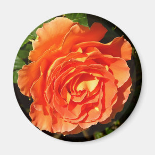 Íman A laranja aumentou floral bonito de I