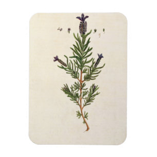 Íman A lavanda francesa, chapeia 241 'de um Herbal