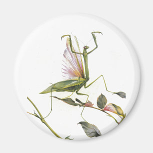 ÍMAN A LOUVA-A-DEUS PRAYING