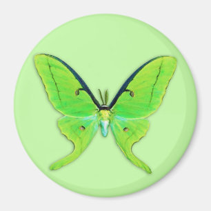 Íman A mariposa Luna sobre fundo verde pálido