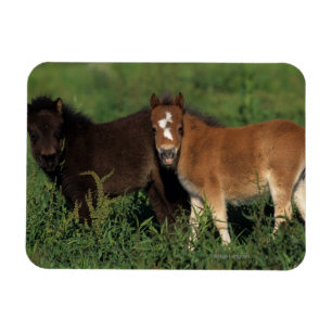Íman A miniatura Foals na grama