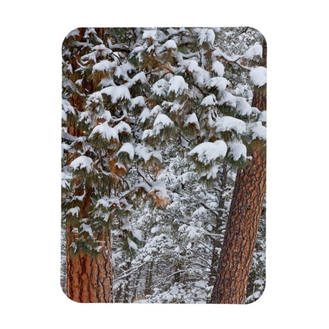 Íman A neve enche os galhos das árvores de pinheiro pon (Vertical)