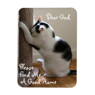 Íman A oração do gato desabrigado - ímã