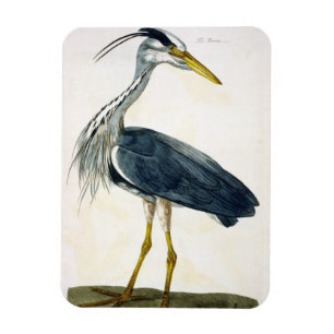 Íman A placa da garça-real (Ardea cinerea) 'dos