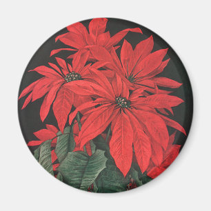 Íman A poinsétia vermelha do natal vintage planta