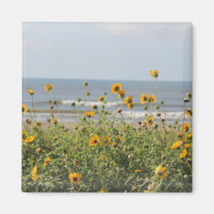 Íman A praia da ilha de Galveston floresce o ímã