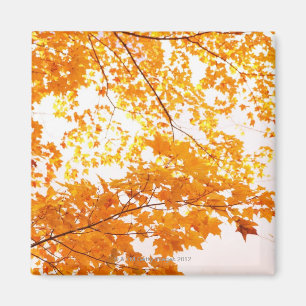 Íman A queda deixa a reflexão