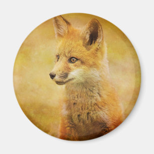 Íman A Raposa no Bosque