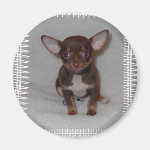 Íman A regra 1 da chihuahua