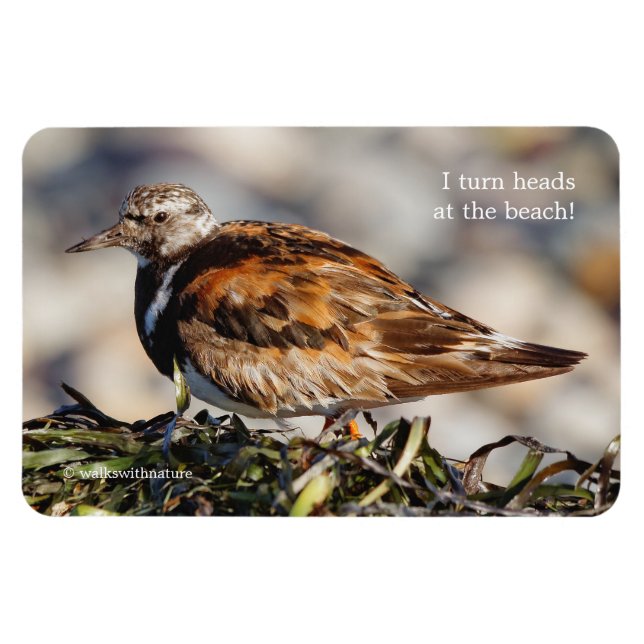 Íman A Showstop Ruddy Turnstone (Horizontal)