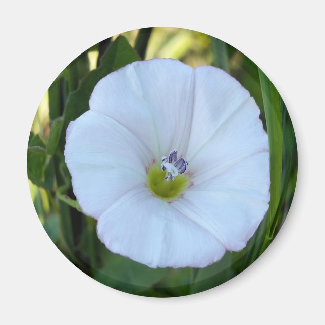 Íman à sombra (Frente)