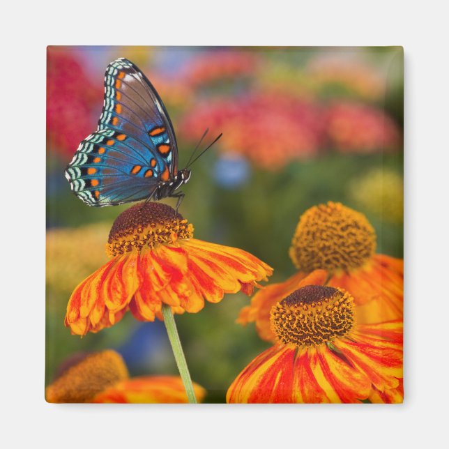 Íman A Spicebush Swallowtail, Papilio troilus (Frente)
