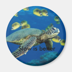 Íman A tartaruga de mar verde, lenta é melhor