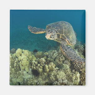 Íman A Tartaruga Marinha Verde, (Chelonia mydas), é a 2