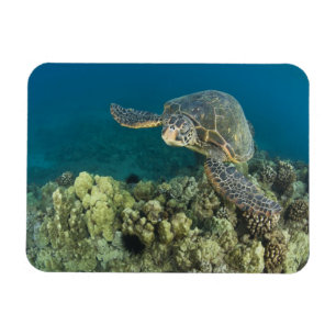 Íman A Tartaruga Verde, (Chelonia mydas), é a 2