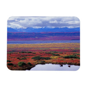 Íman A tundra do Parque Nacional de Denali, no fim