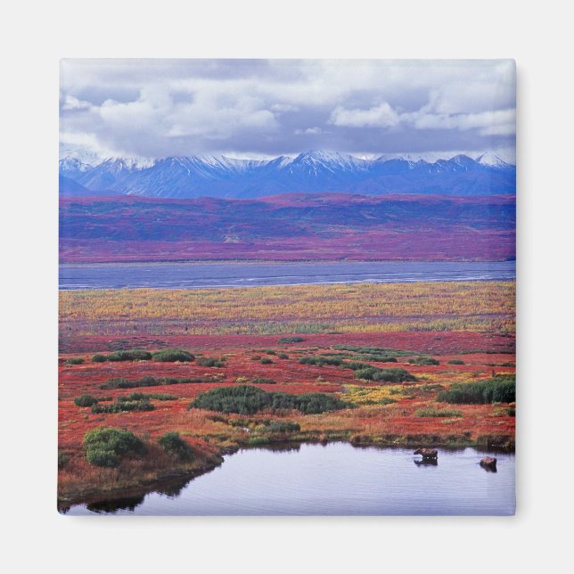 Íman A tundra do Parque Nacional Denali no final (Frente)