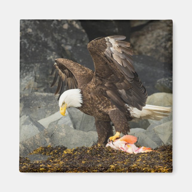 Íman A Última Águia Bald (Frente)