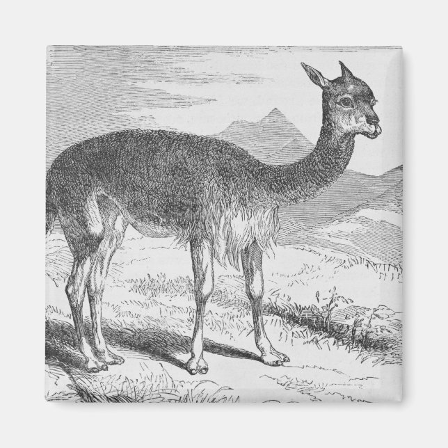 Íman A Vicuna do Rio de Azufre (Frente)
