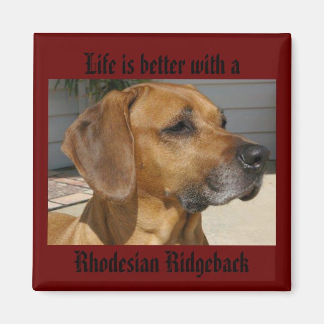 Íman A vida é melhor com um RIDGEBACK MAGNET RHODESIAN (Frente)