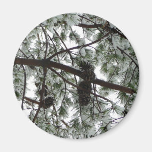 Íman Abaixo da neve coberta pela árvore de pinheiro Fo