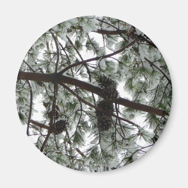 Íman Abaixo da neve coberta pela árvore de pinheiro Fot (Frente)