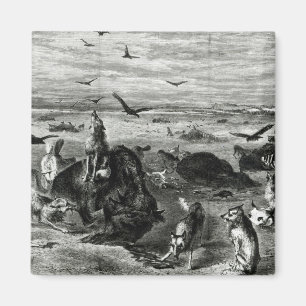 Íman Abate de búfalas nas planícies