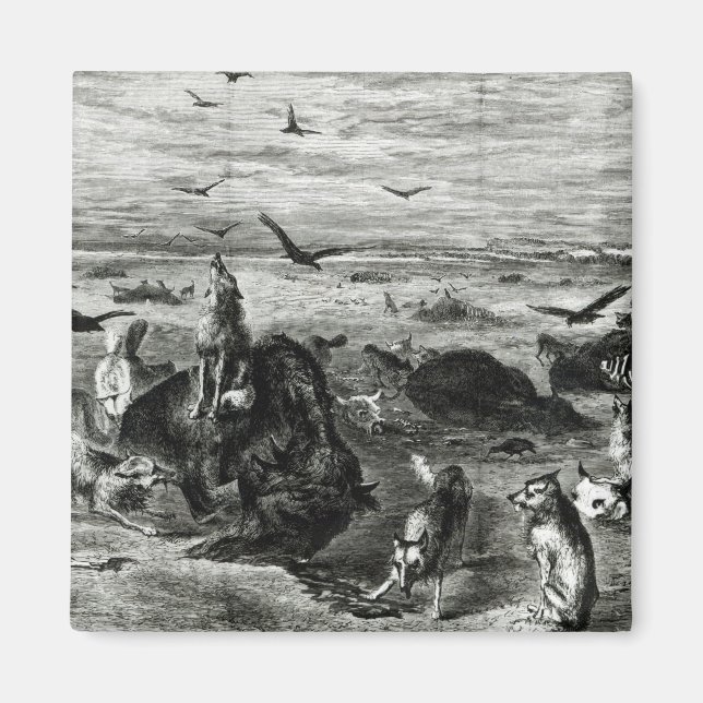 Íman Abate de búfalas nas planícies (Frente)