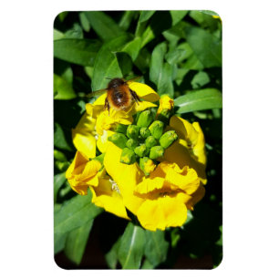 Íman Abelha em Flores Amarelas