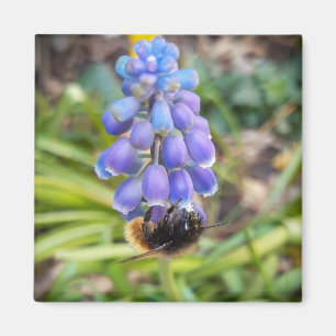 Íman Abelha em Muscari Armeniacum , Grape Hyacinth