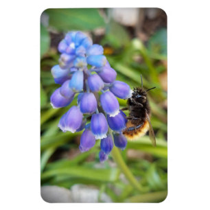 Íman Abelha em Muscari Armeniacum , Grape Hyacinth